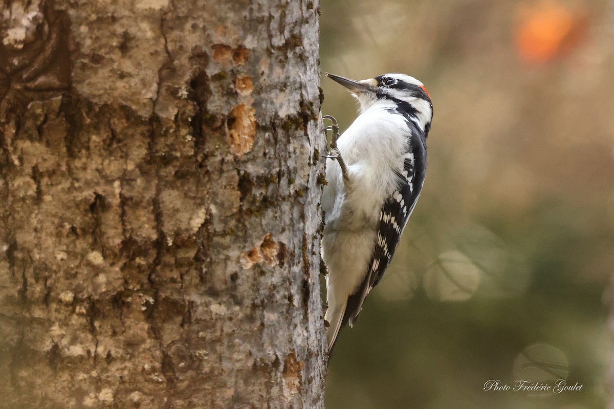 Hairy Woodpecker - ML643237275