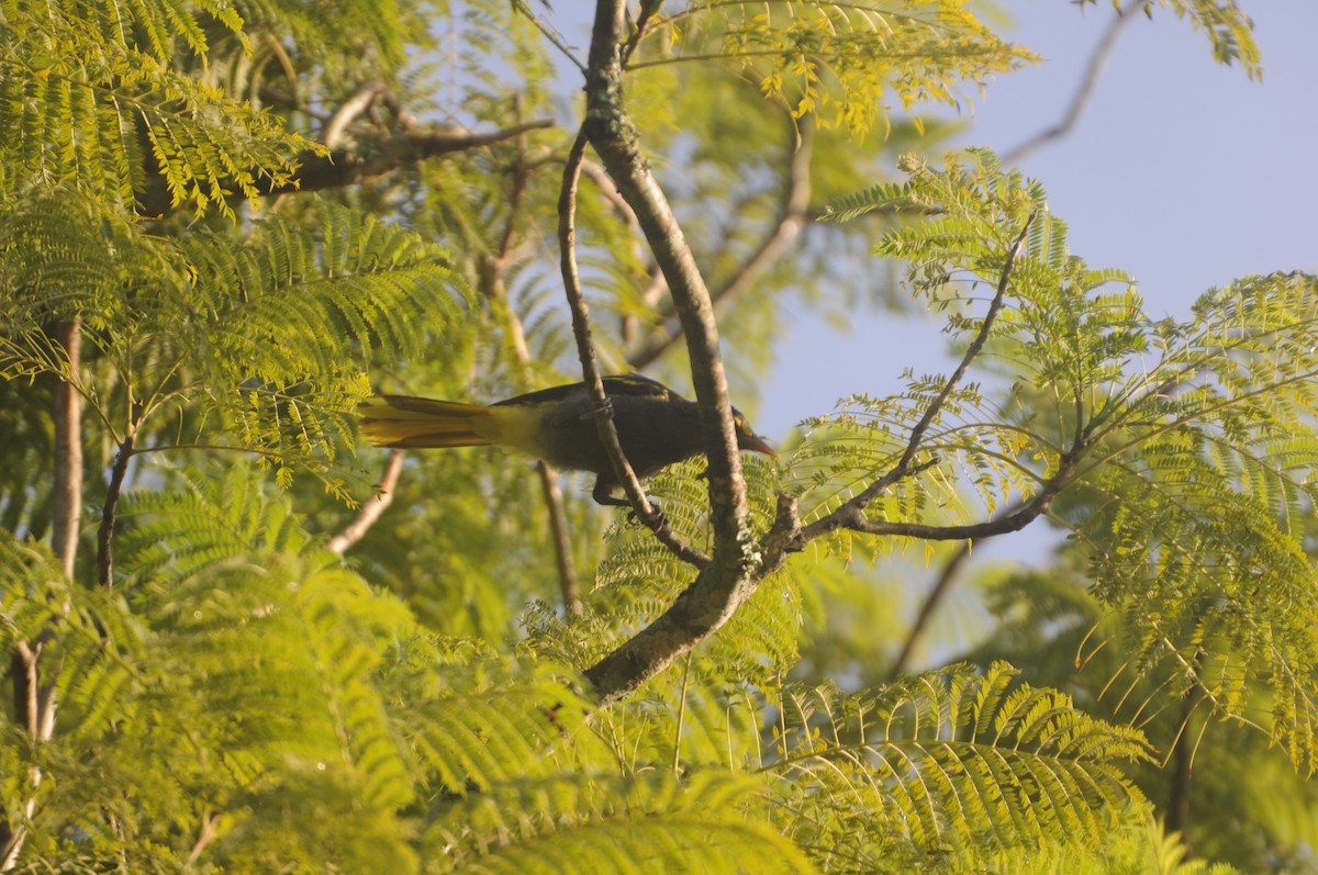 Yellow-winged Cacique - ML643237277