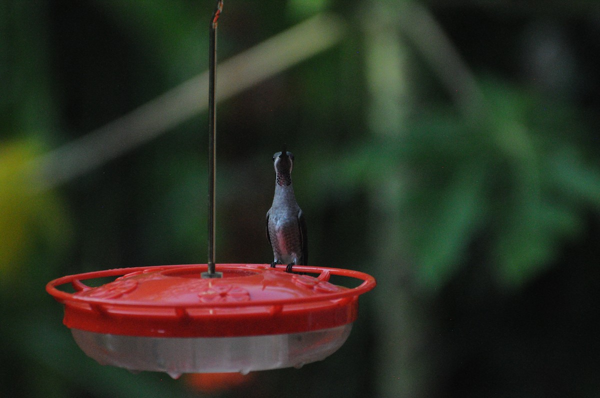 Plain-capped Starthroat - ML643237291