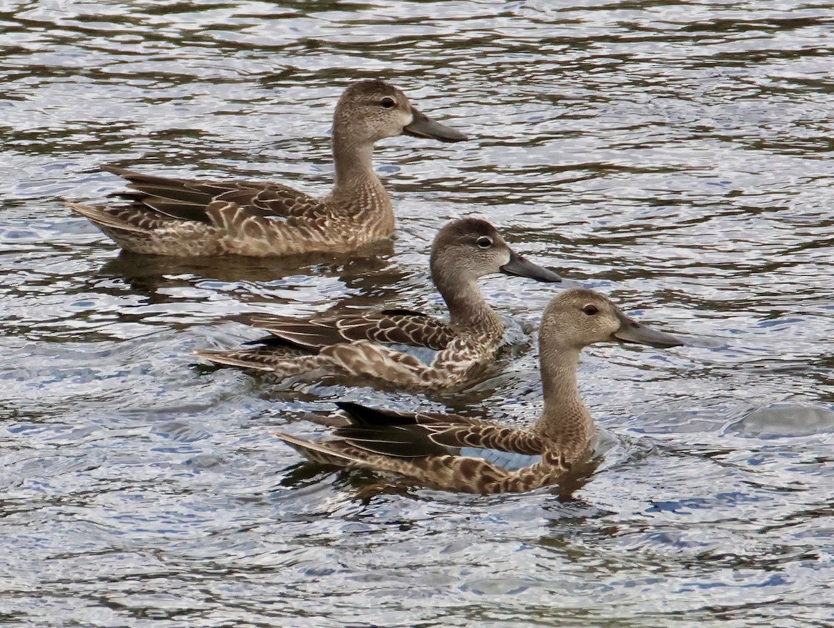 Blue-winged Teal - ML643237293