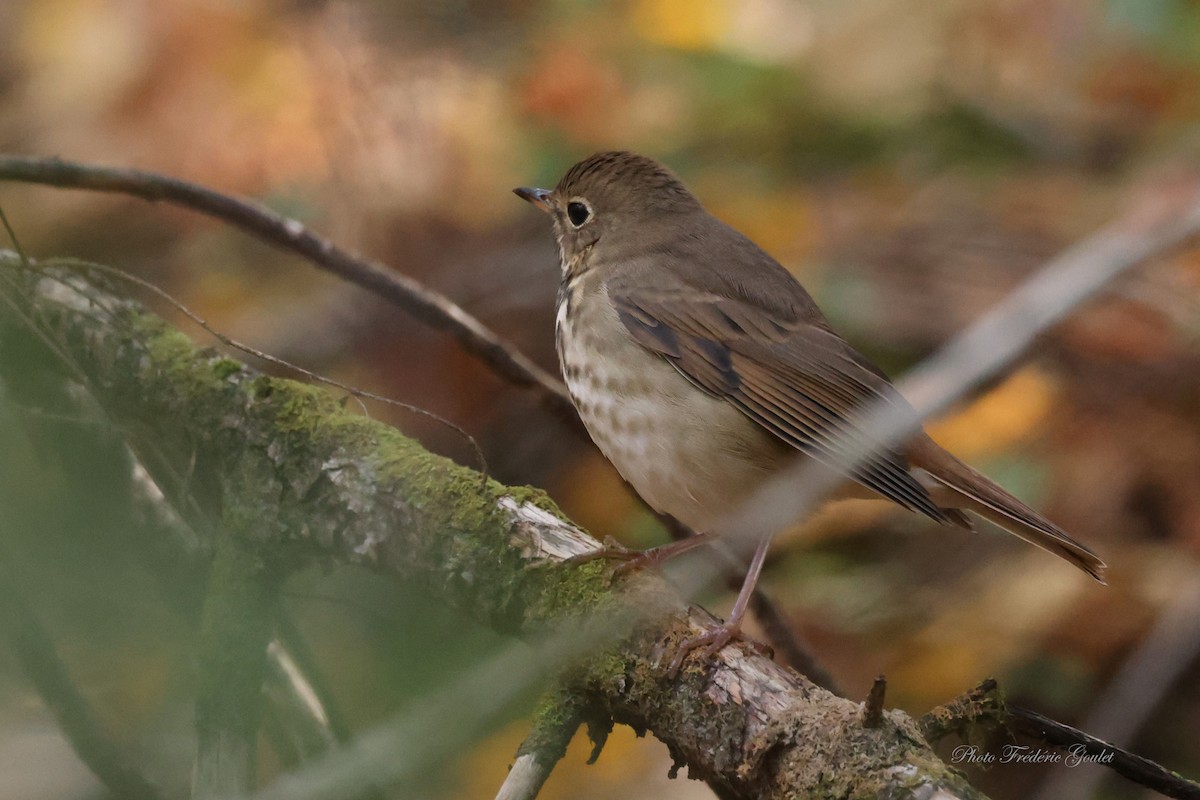 Hermit Thrush - ML643237303