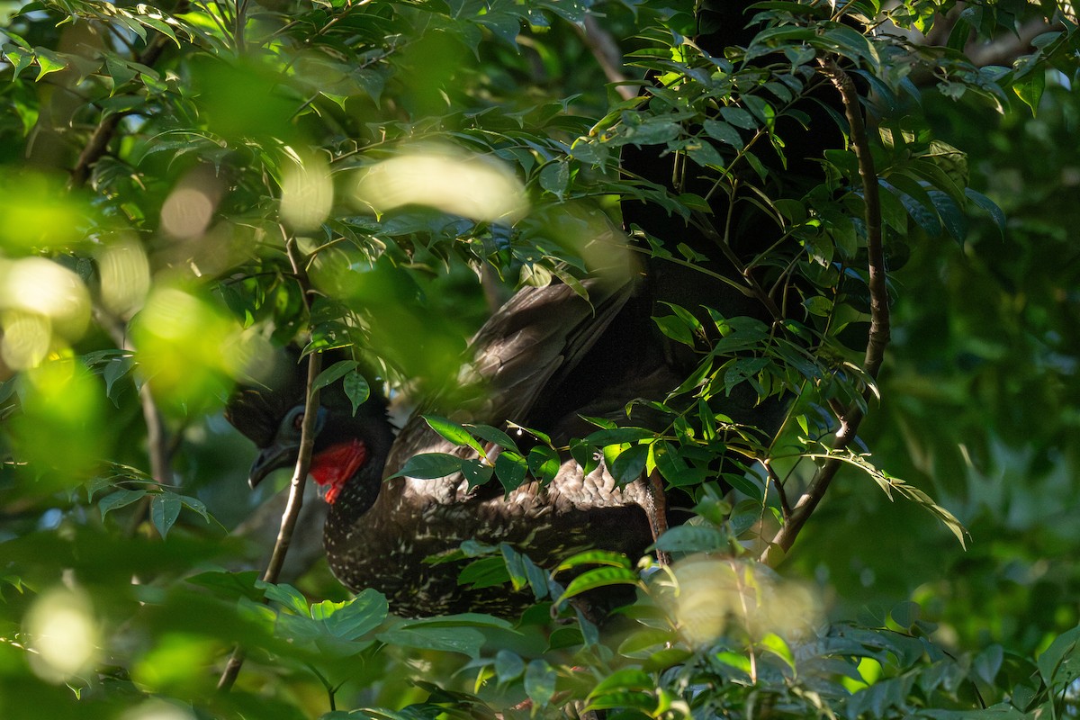 Crested Guan - ML643237313