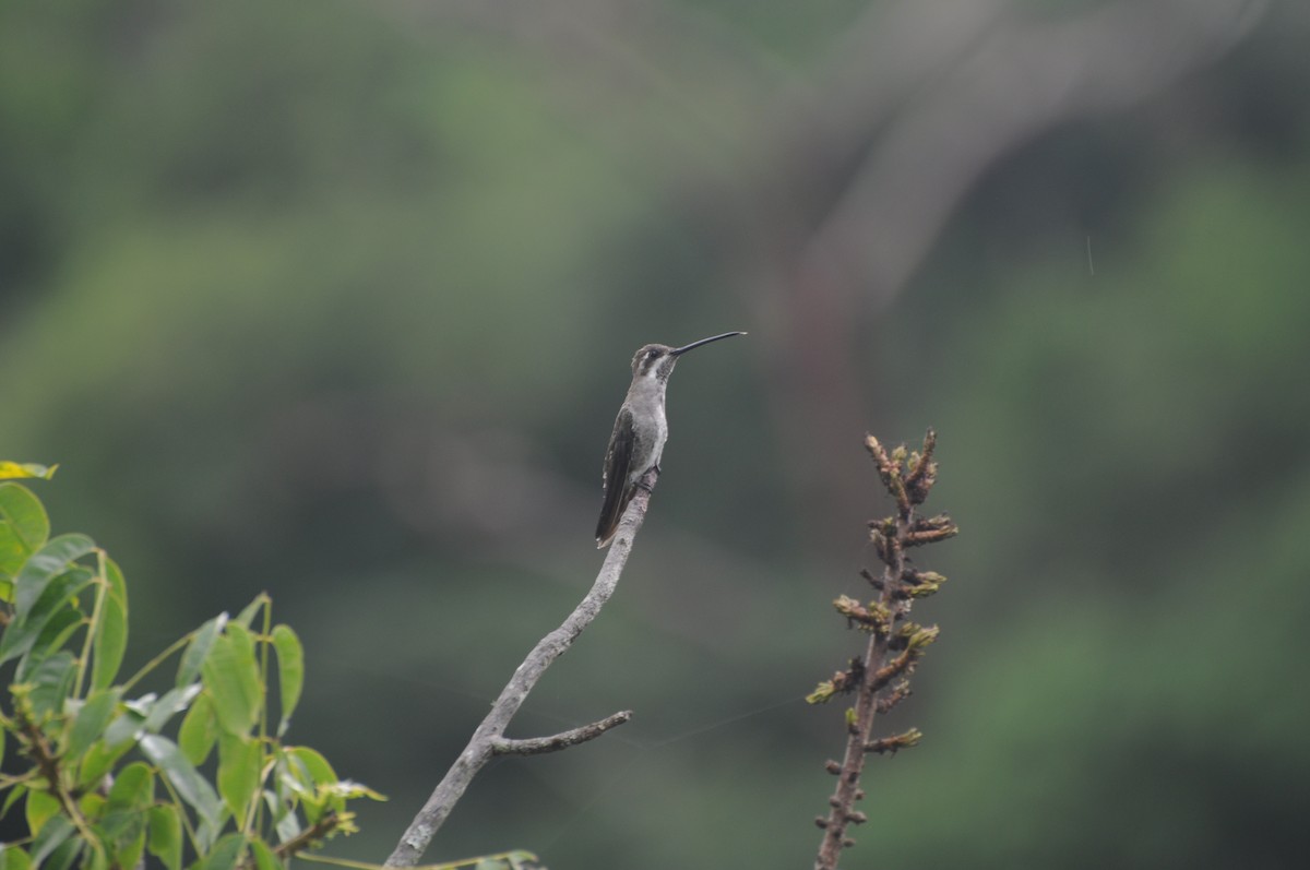 Plain-capped Starthroat - ML643237333