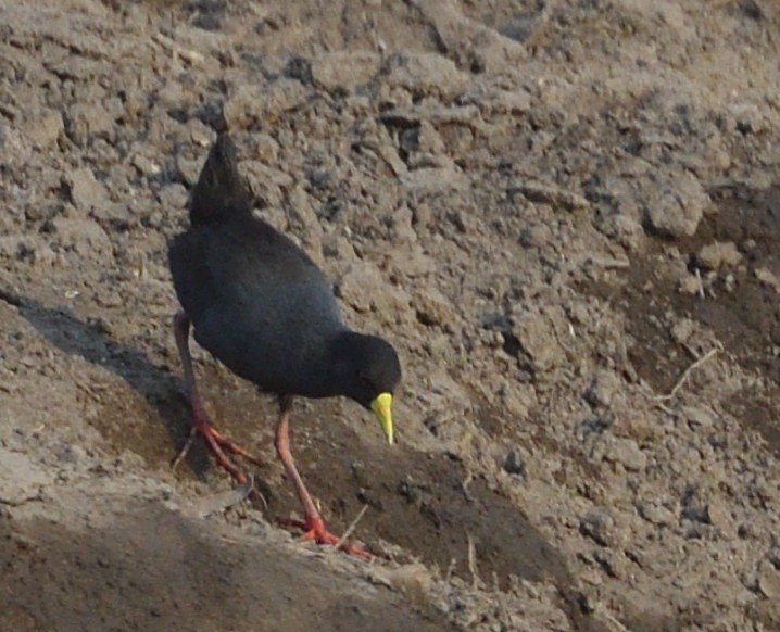 Black Crake - ML643237343