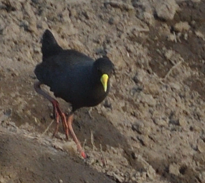 Black Crake - ML643237347