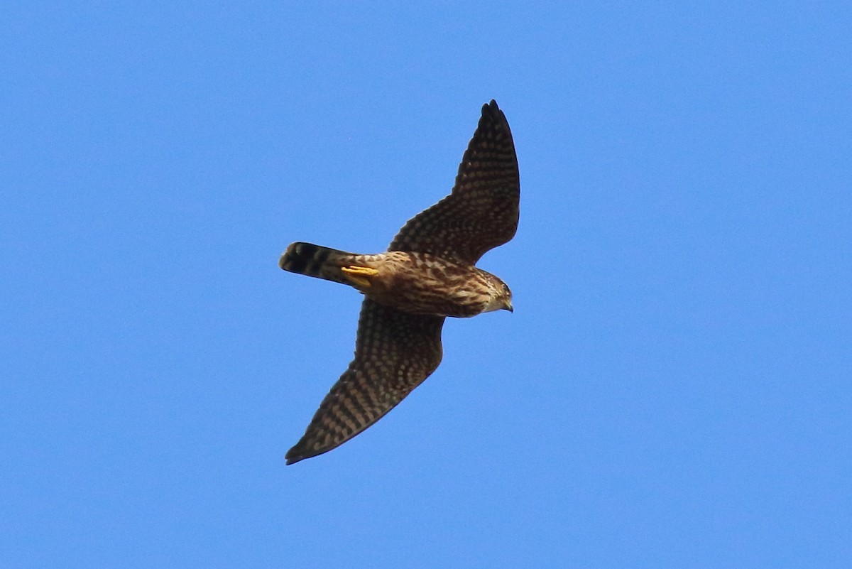 Merlin - ML643237350