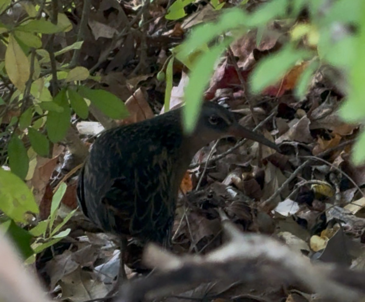 Virginiaralle - ML643237351