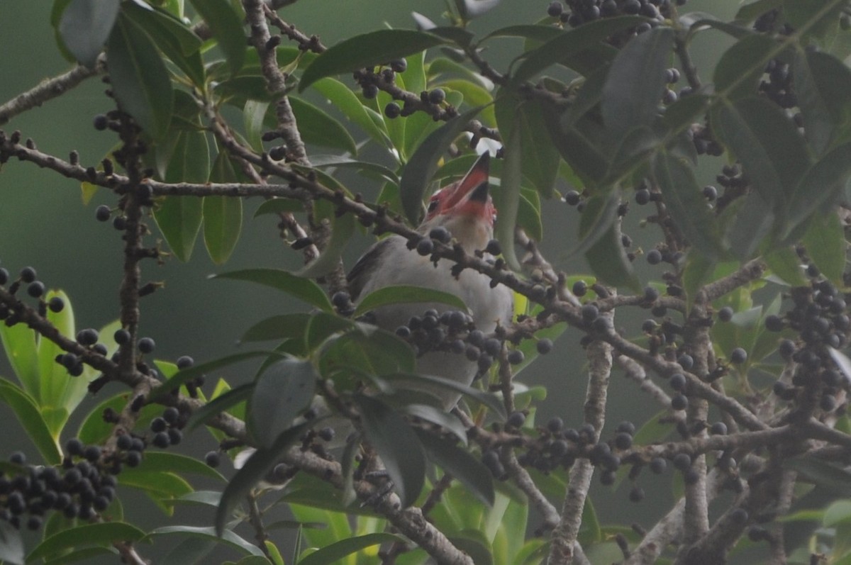 Masked Tityra - ML643237361