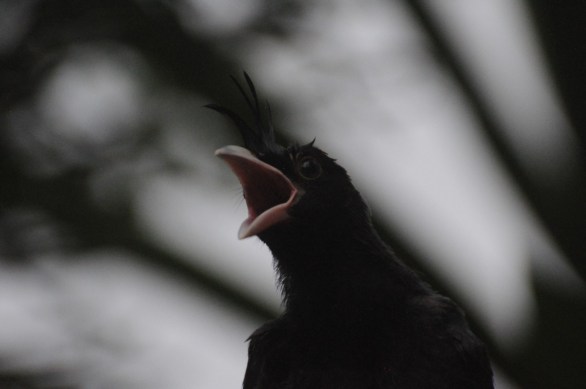 San Blas Jay - ML643237369