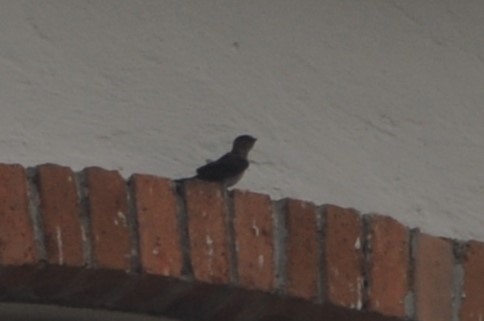 Gray-breasted Martin - ML643237409