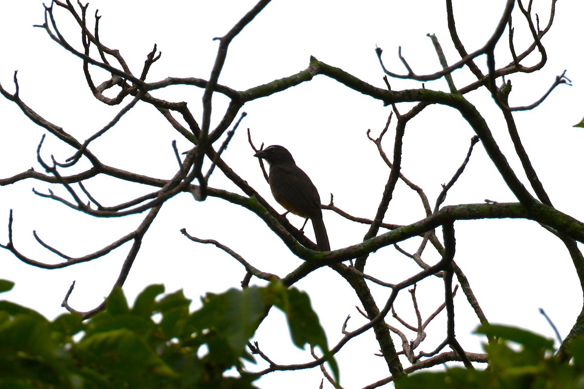 Cinnamon-bellied Saltator - ML643237415
