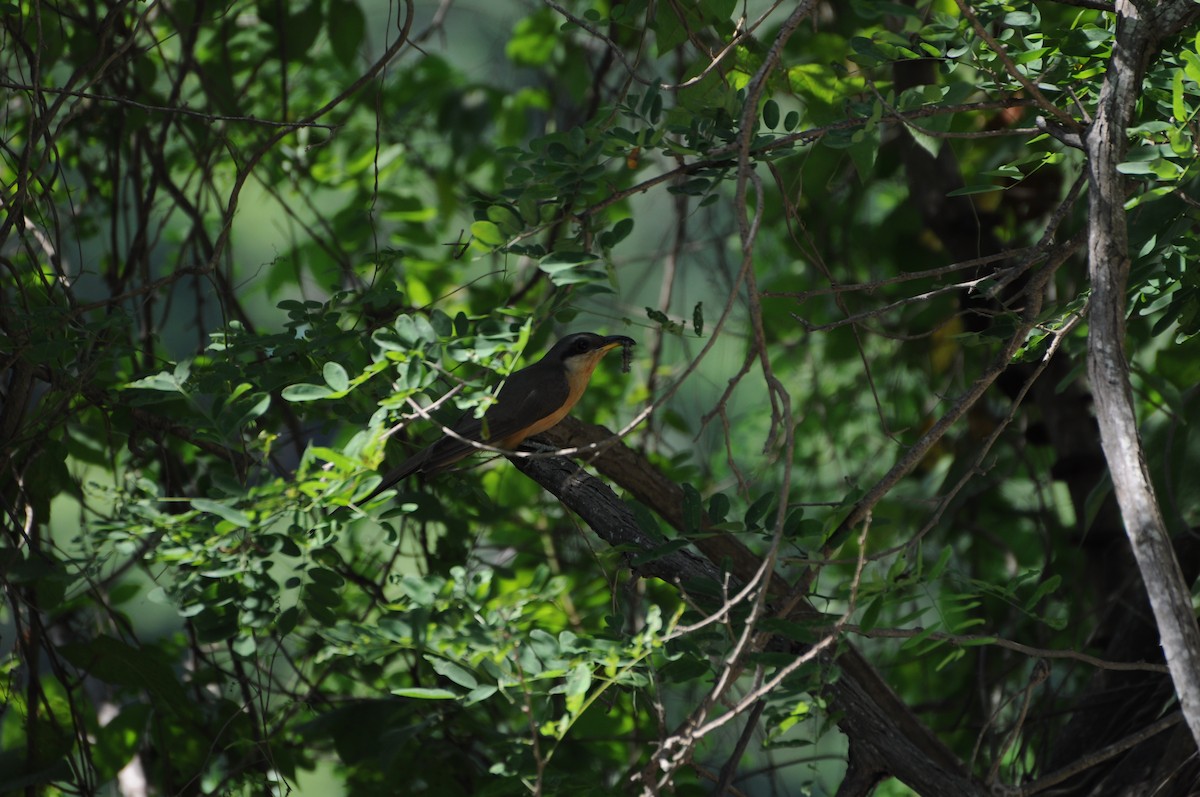 Mangrove Cuckoo - ML643237428