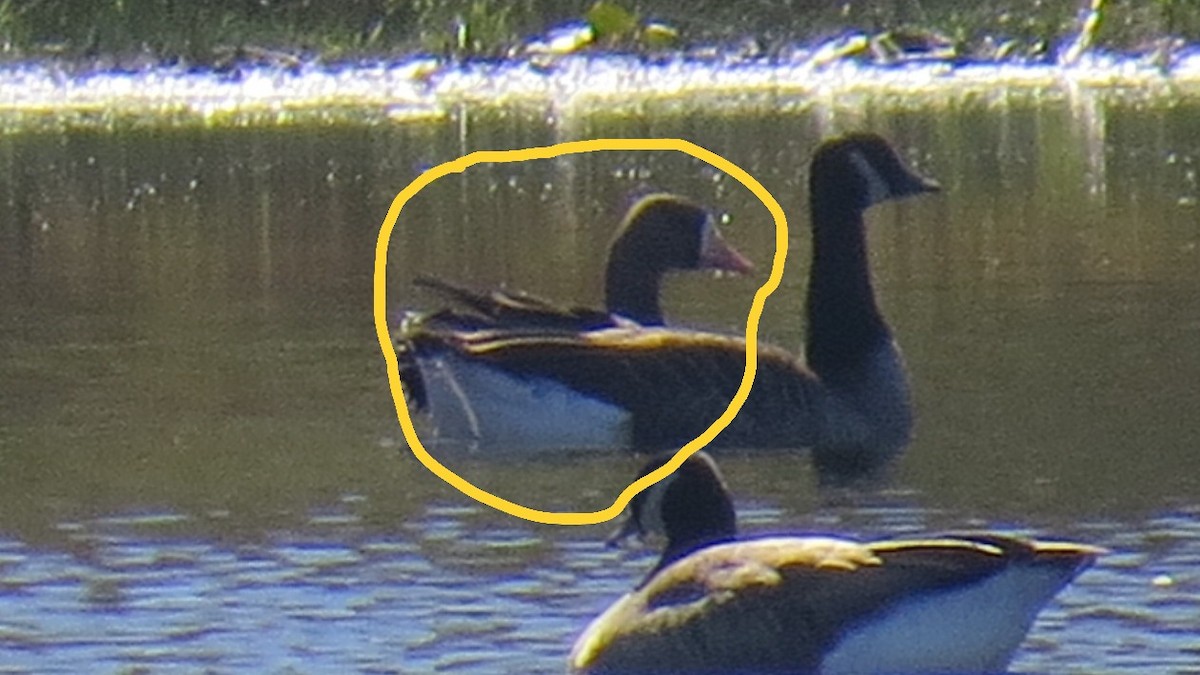 Greater White-fronted Goose - ML643237435
