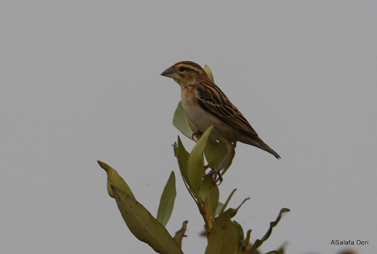 Golden-backed Bishop - ML643237442