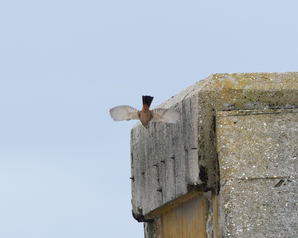 Say's Phoebe - ML643237488