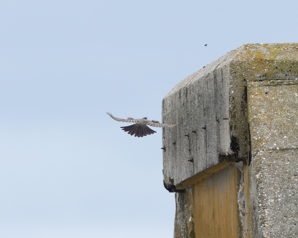 Say's Phoebe - ML643237489