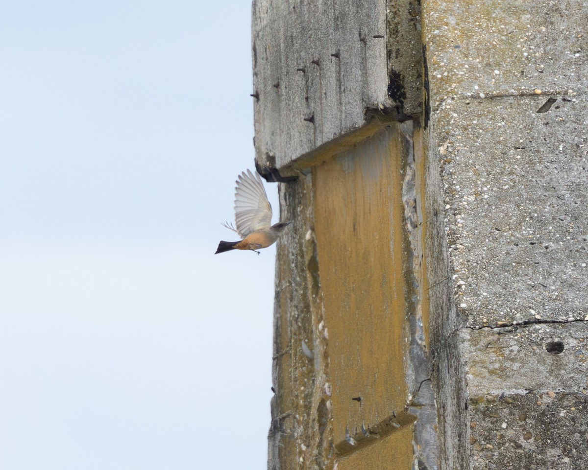 Say's Phoebe - ML643237490