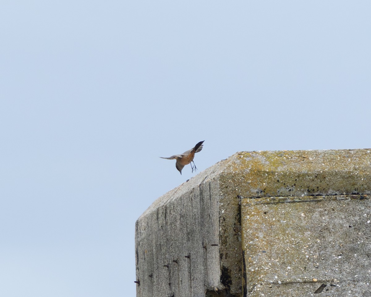 Say's Phoebe - ML643237491