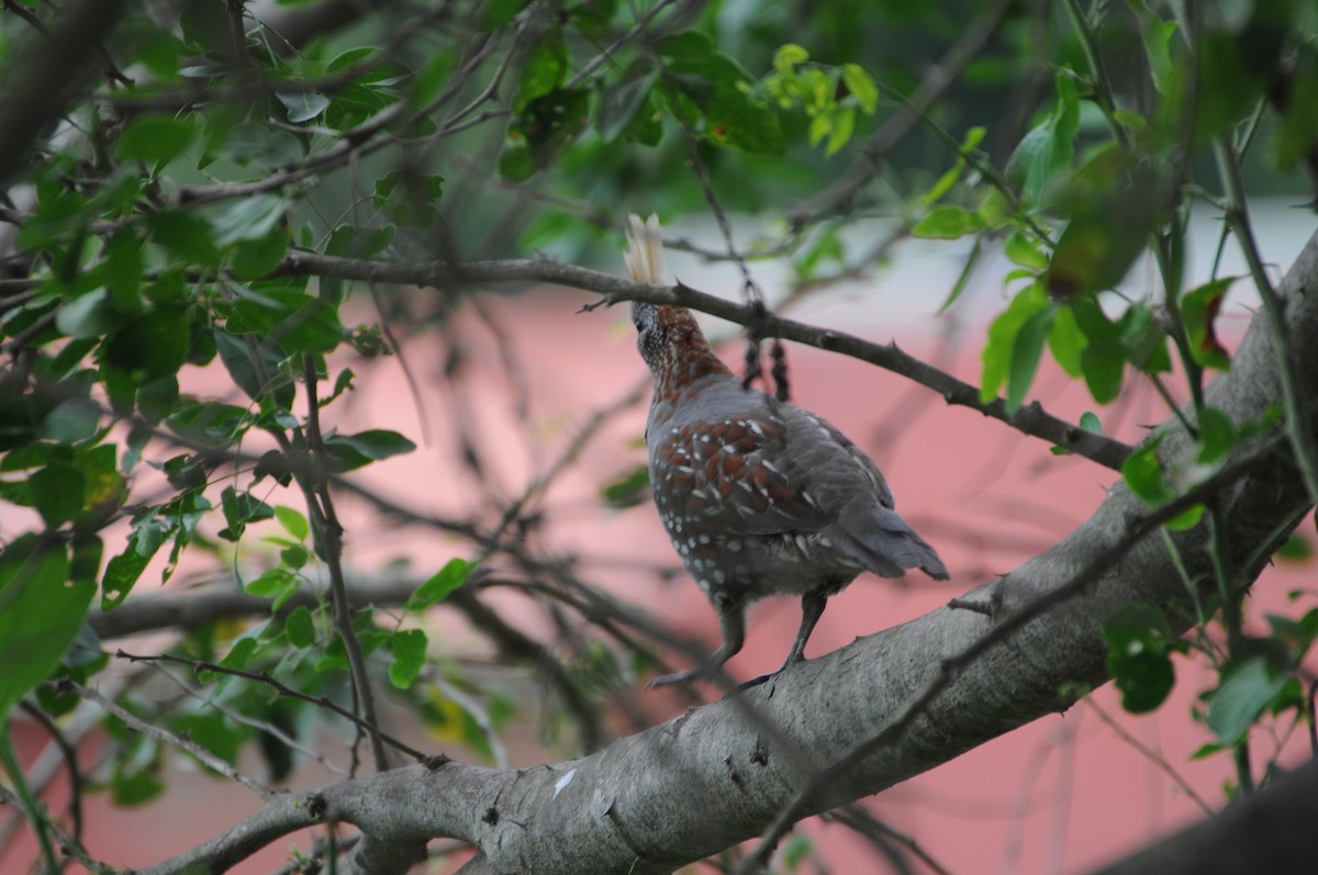Elegant Quail - ML643237492