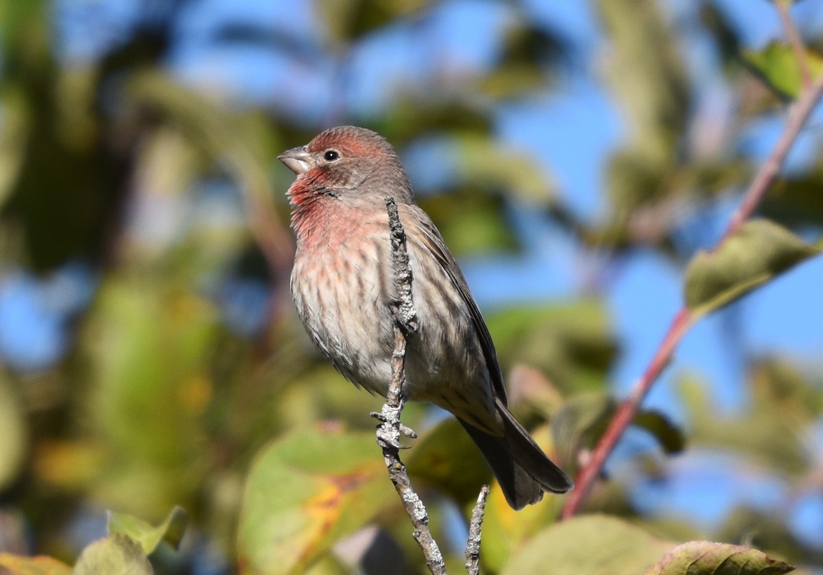 House Finch - ML643237498
