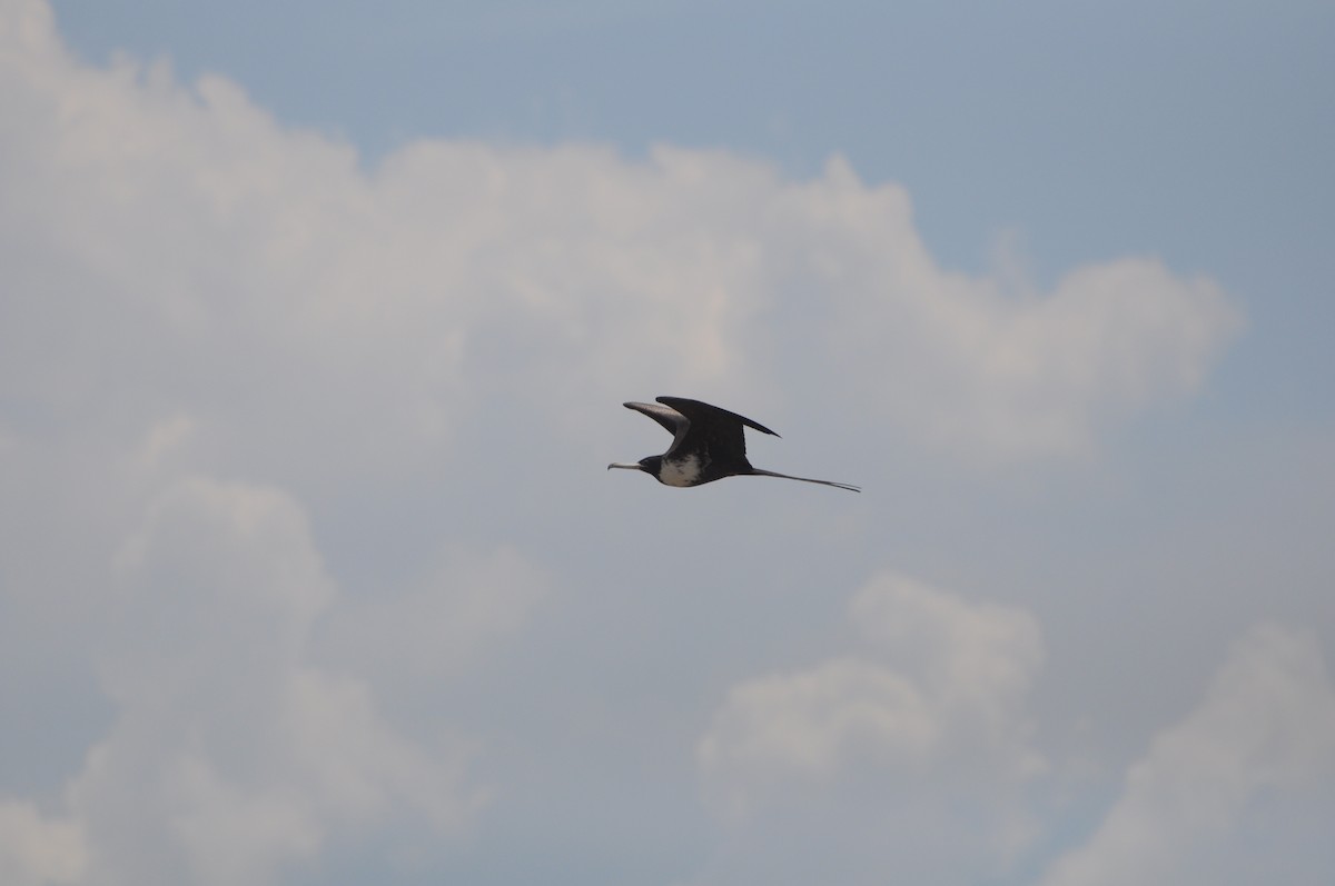 Magnificent Frigatebird - ML643237507