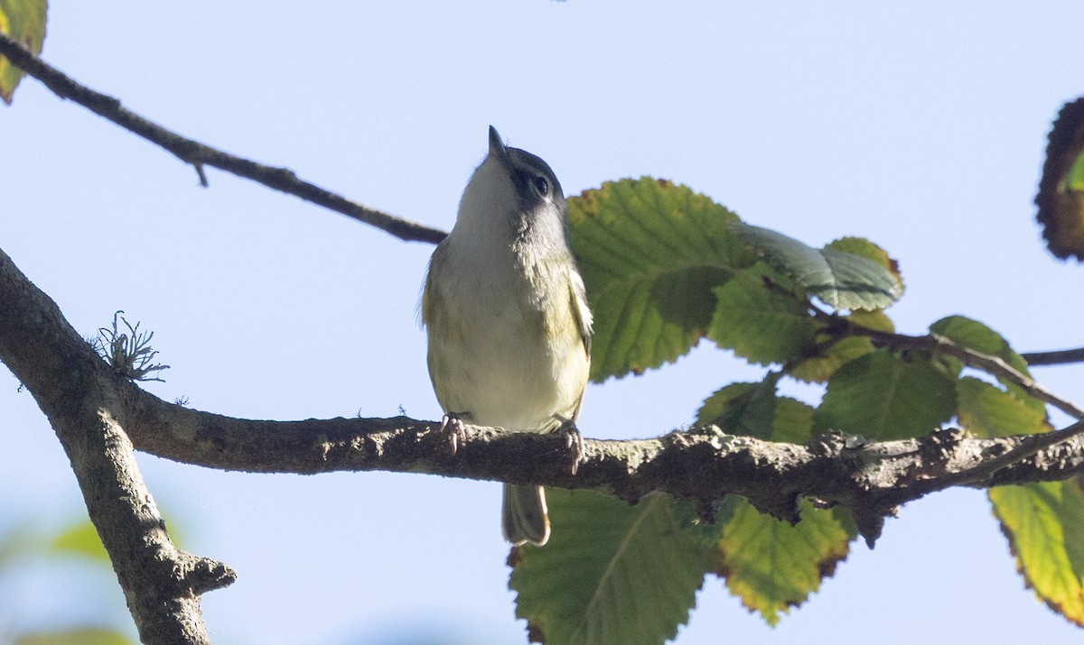Blue-headed Vireo - ML643237513