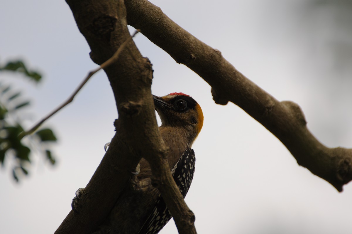 Golden-cheeked Woodpecker - ML643237515