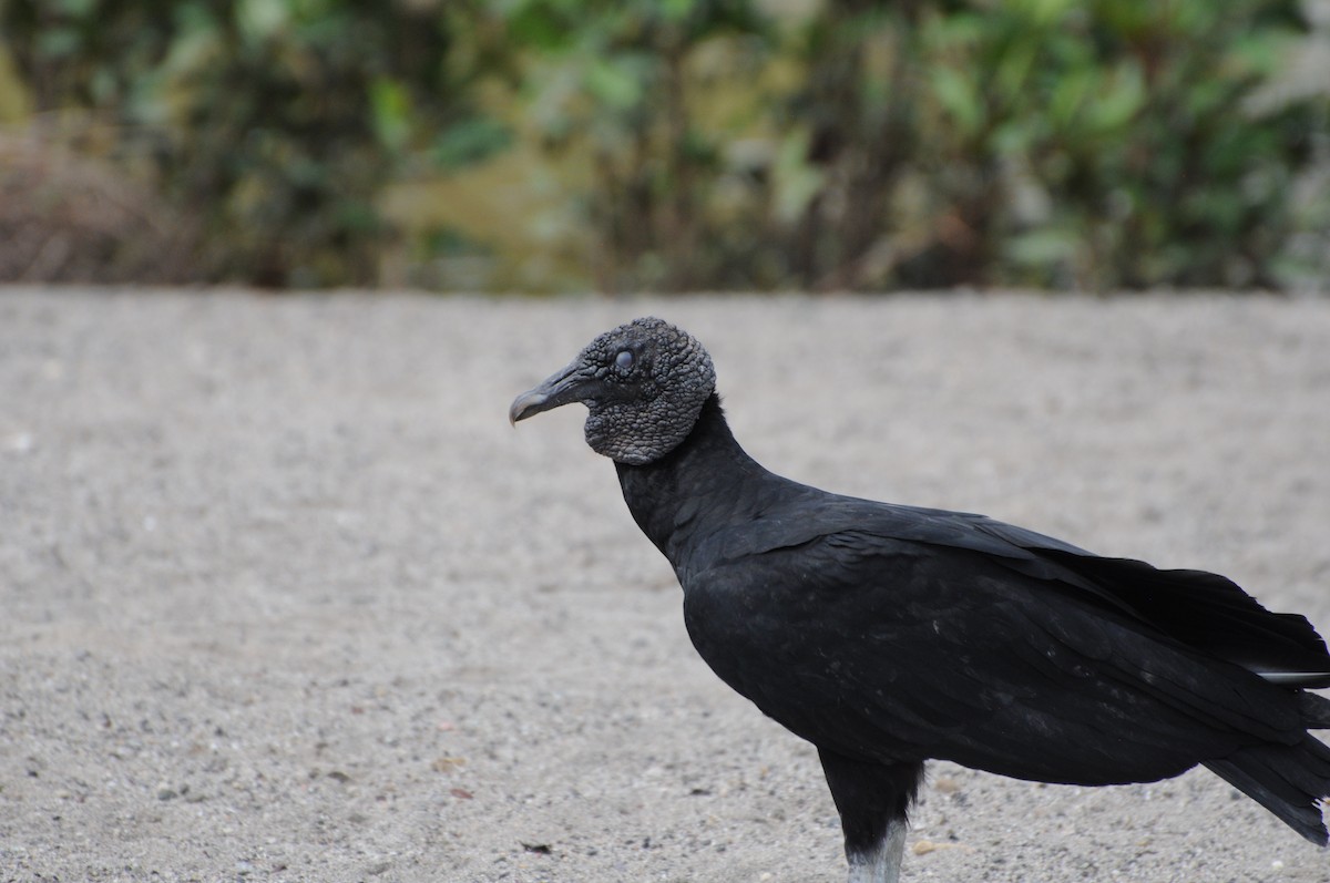 Black Vulture - ML643237524
