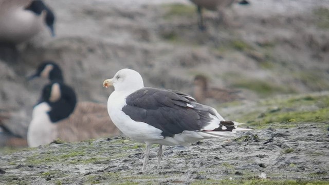 Great Black-backed Gull - ML643237531