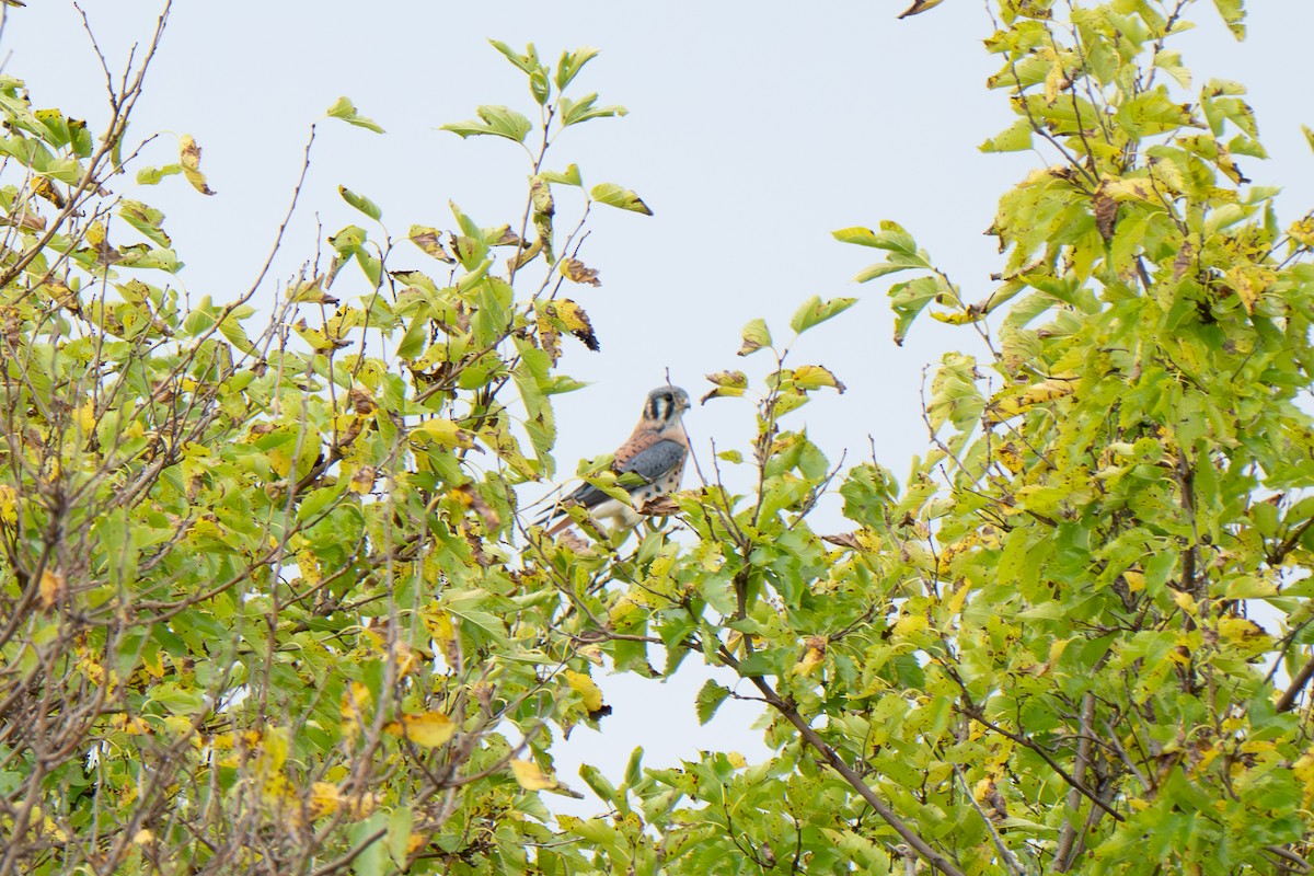 Buntfalke - ML643237532