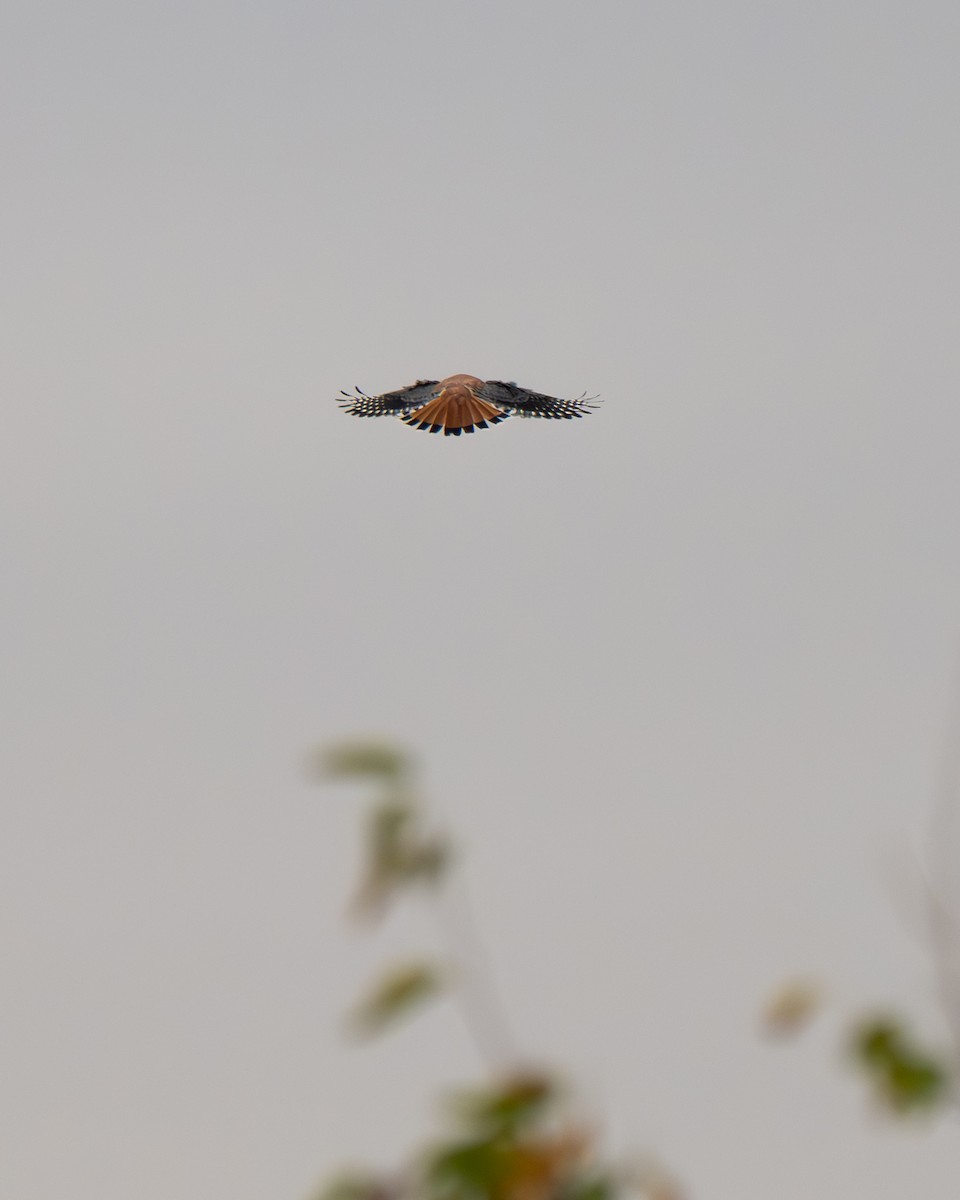 Buntfalke - ML643237536