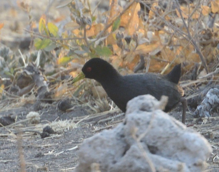 Black Crake - ML643237537