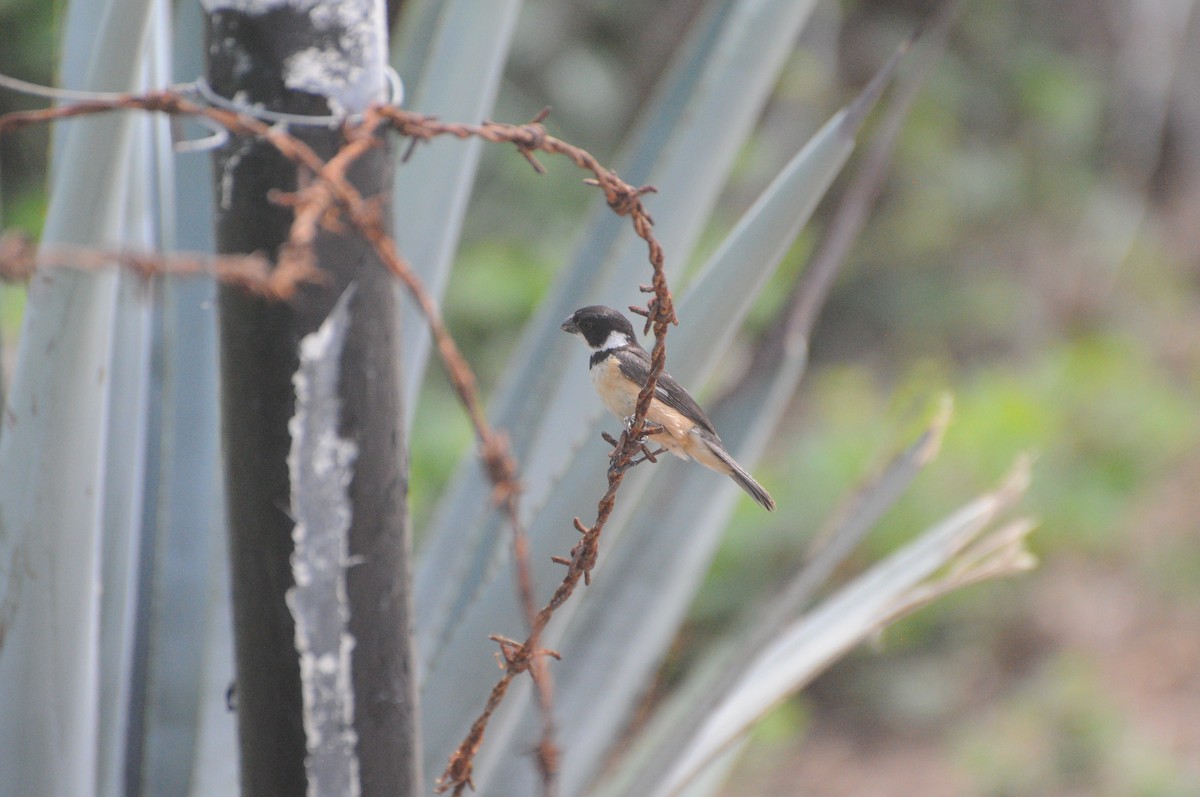 Cinnamon-rumped Seedeater - ML643237538