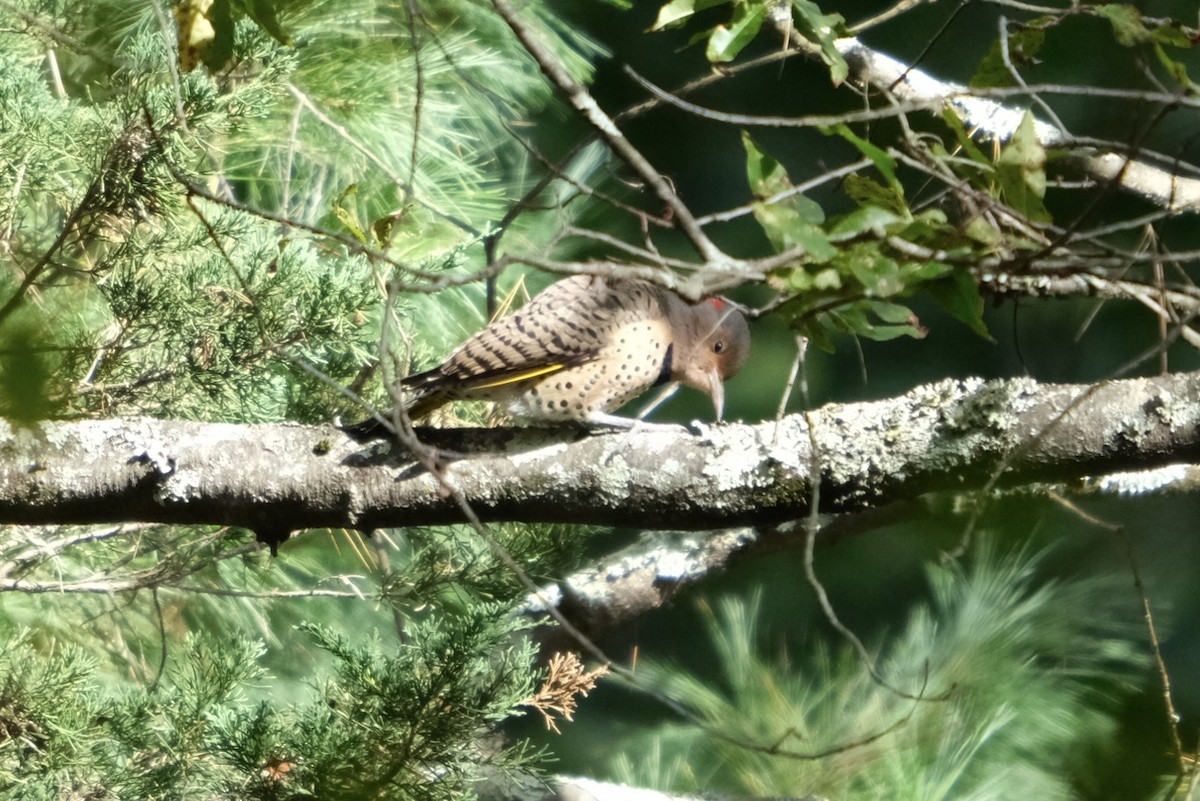 Northern Flicker - ML643237544
