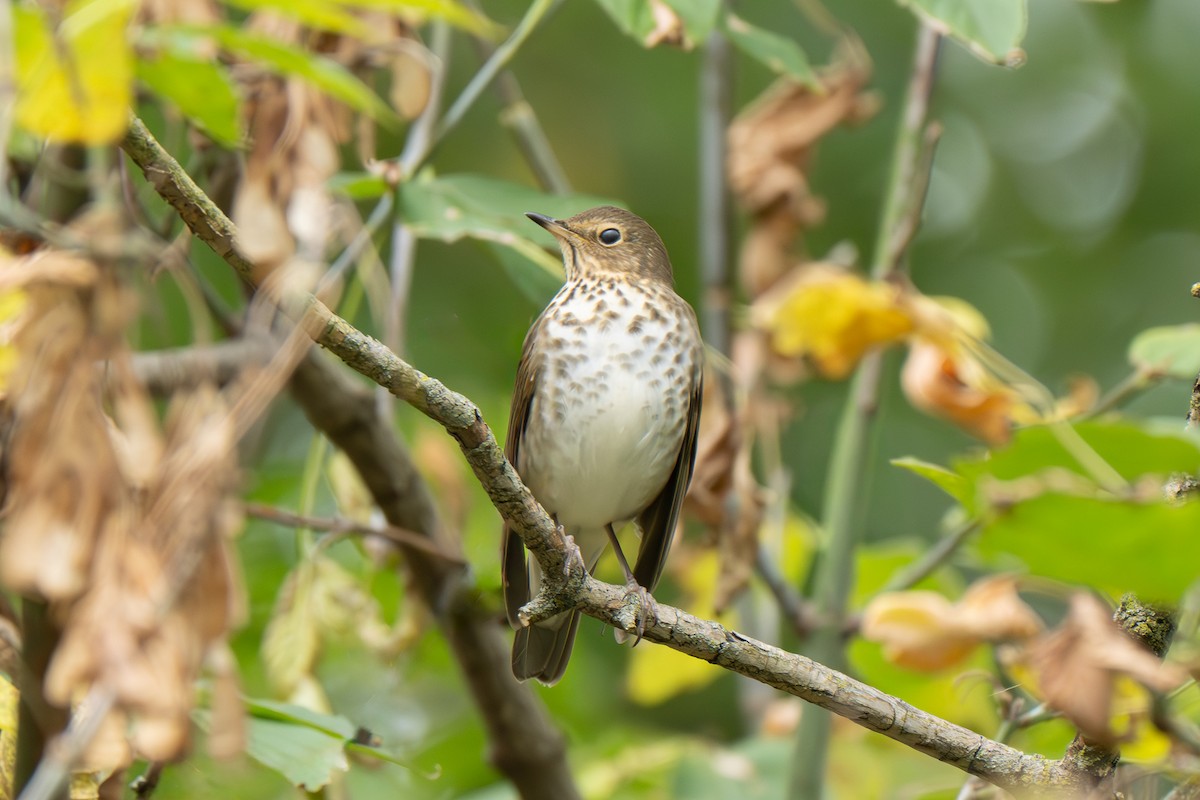 Zwergmusendrossel - ML643237560