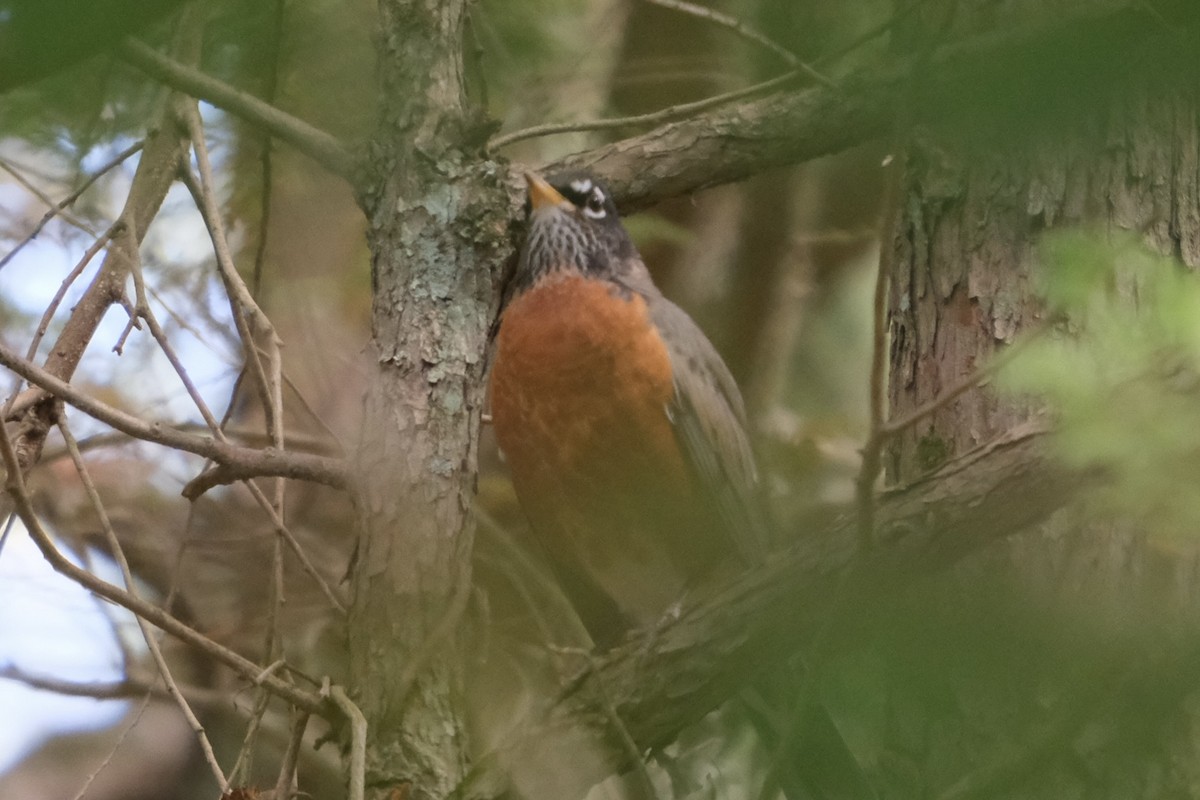 American Robin - ML643237561