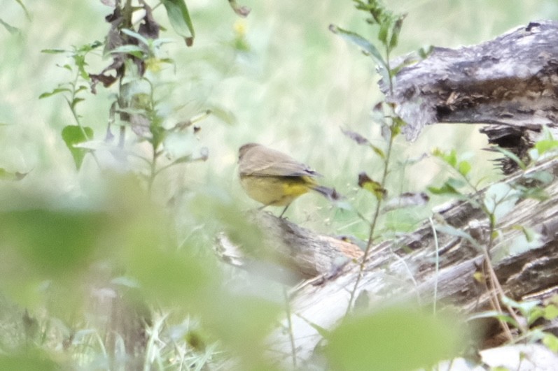 Palm Warbler - ML643237563