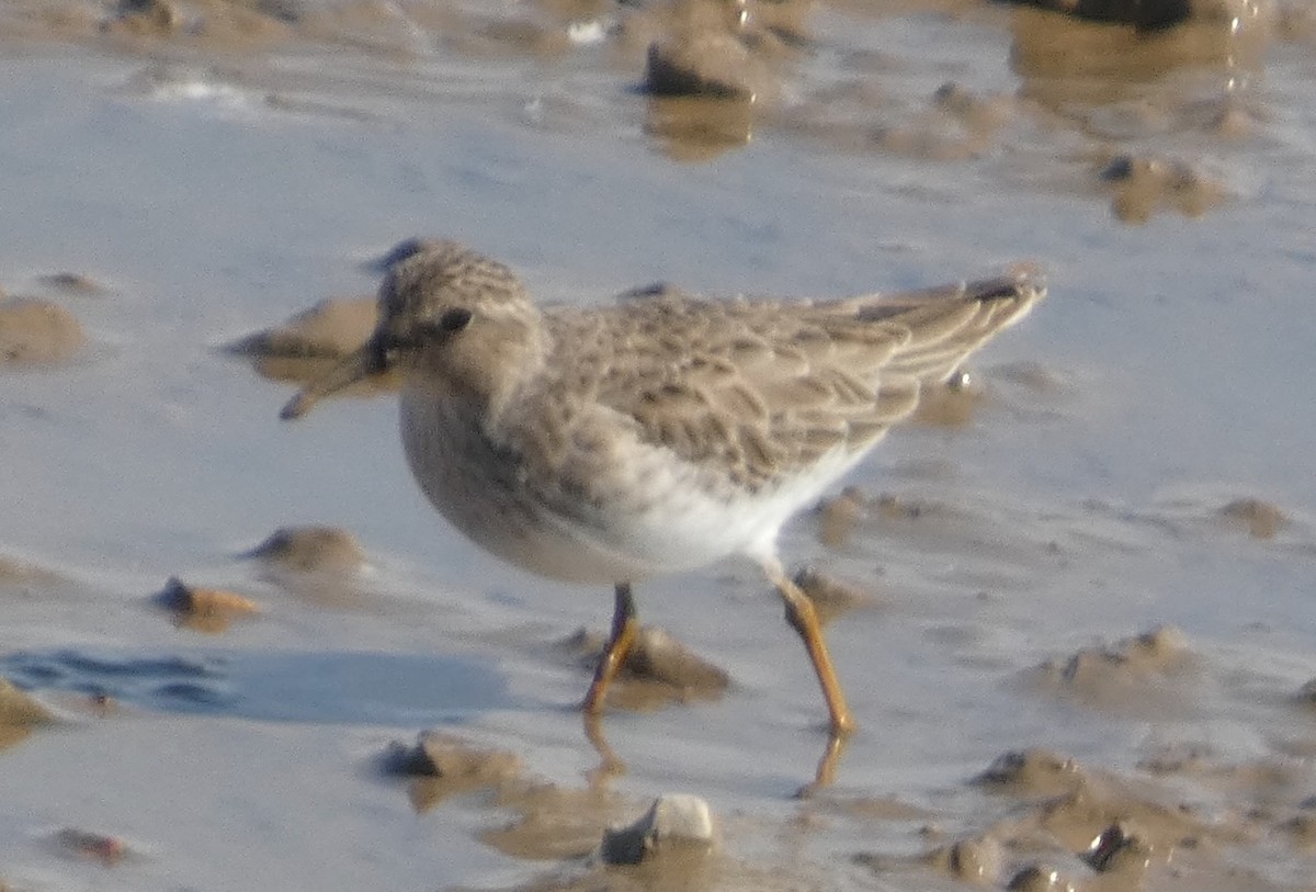 Least Sandpiper - ML643237571