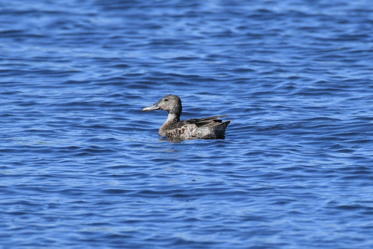 アカシマアジ - ML643237583