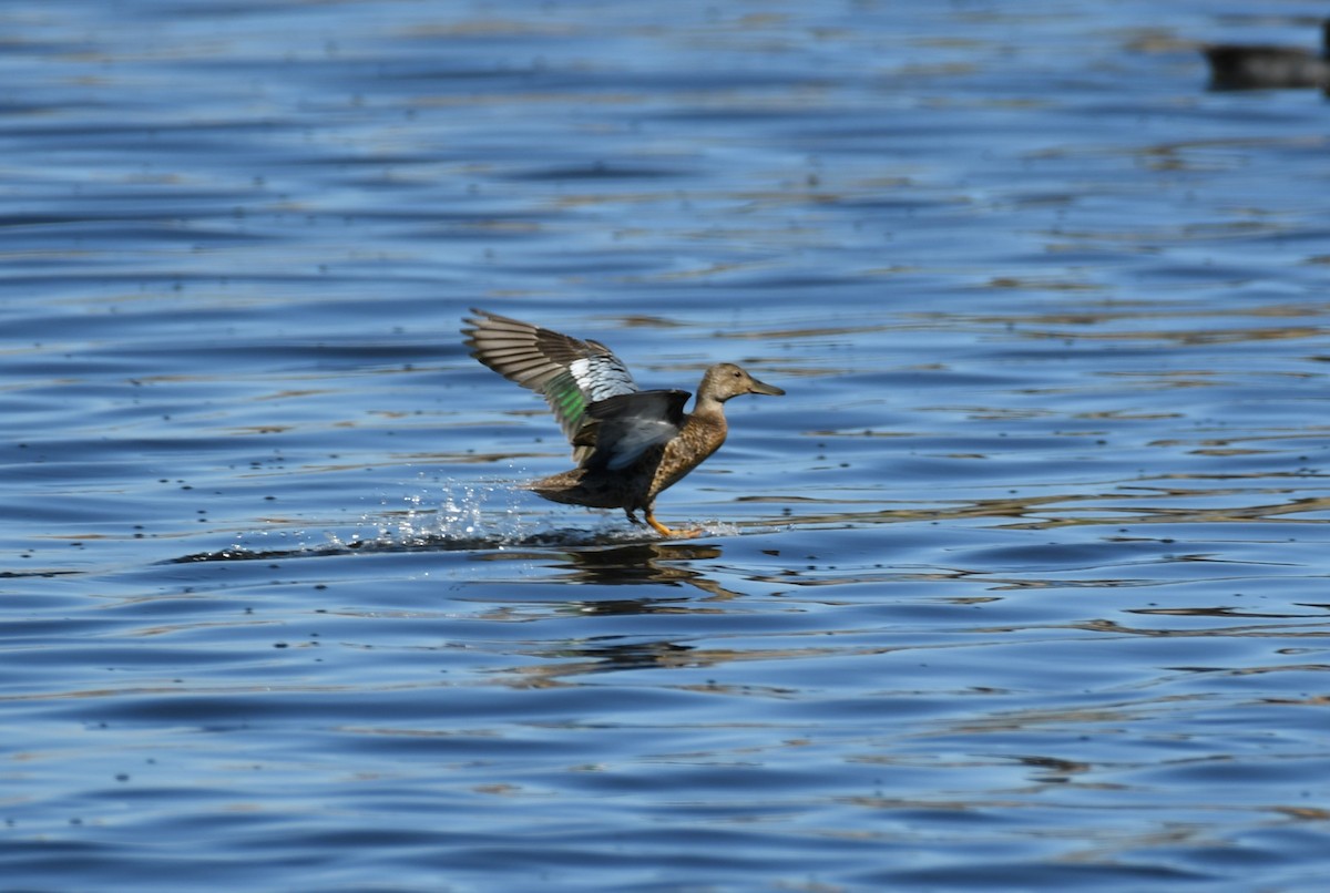 アカシマアジ - ML643237584