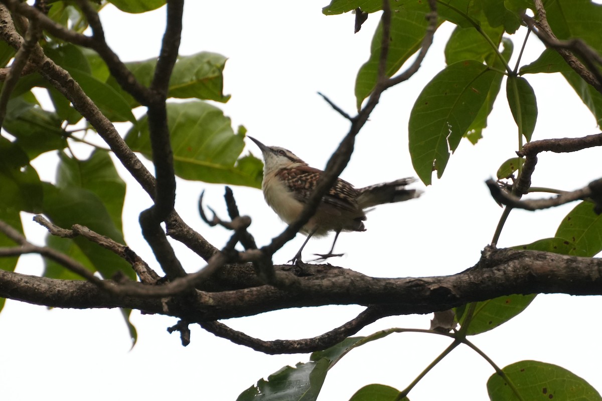 Rufous-backed Wren - ML643237603