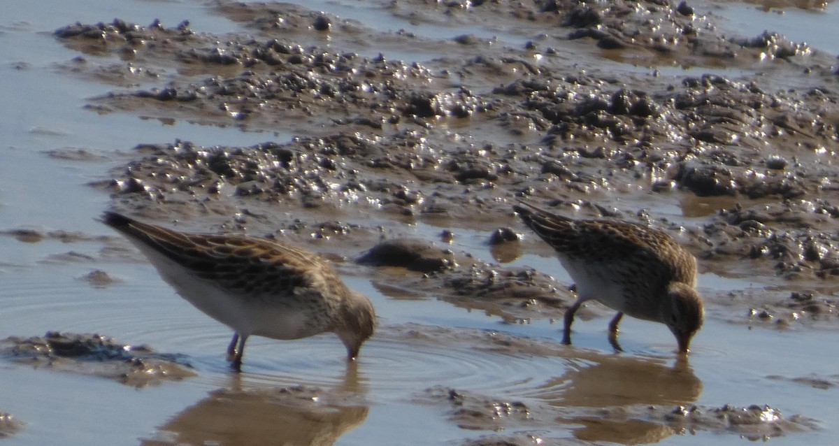 Pectoral Sandpiper - ML643237609