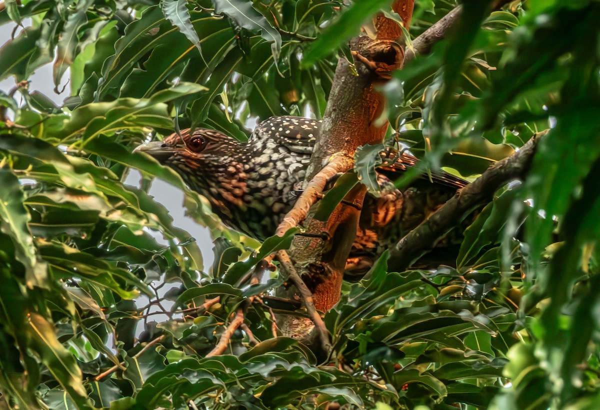 Asian Koel - ML643237615