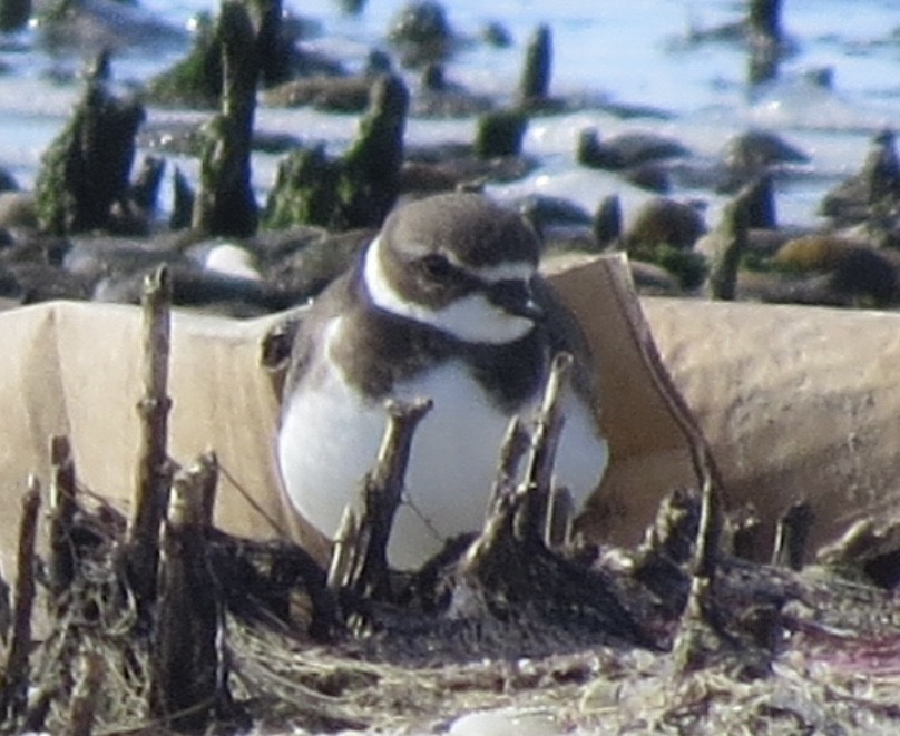 Semipalmated Plover - ML643237628