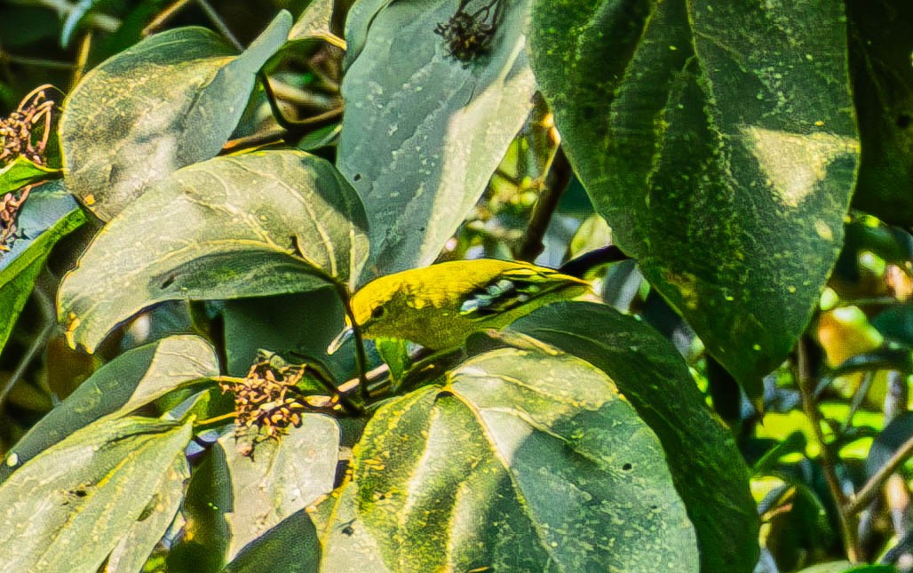 Common Iora - ML643237629