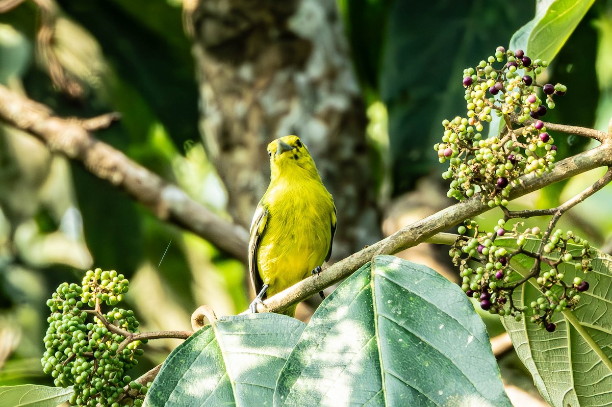 Common Iora - ML643237630