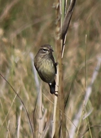 Palm Warbler - ML643237639