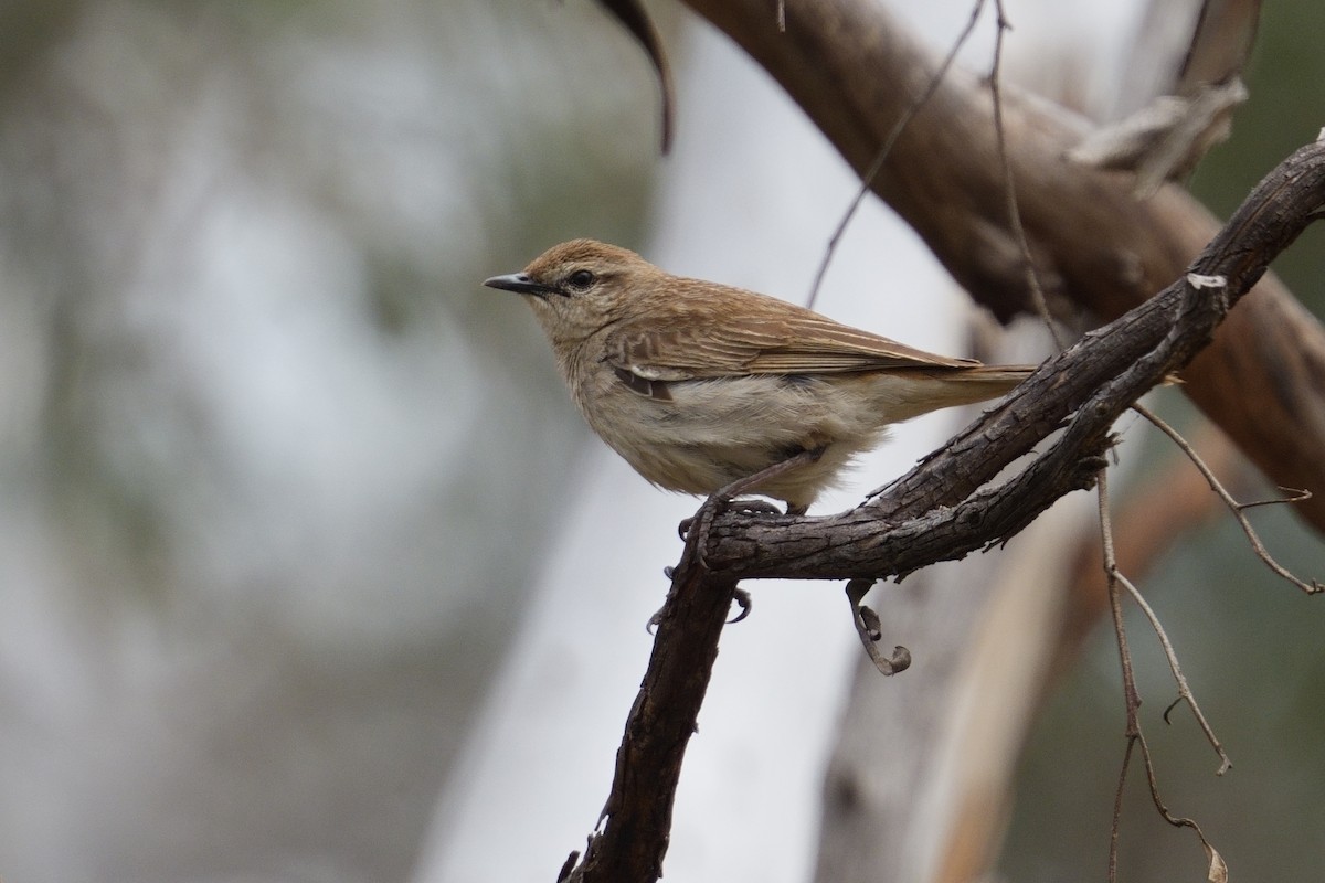 Rufous Songlark - ML643237643