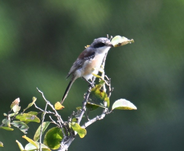 Bay-backed Shrike - ML643237647