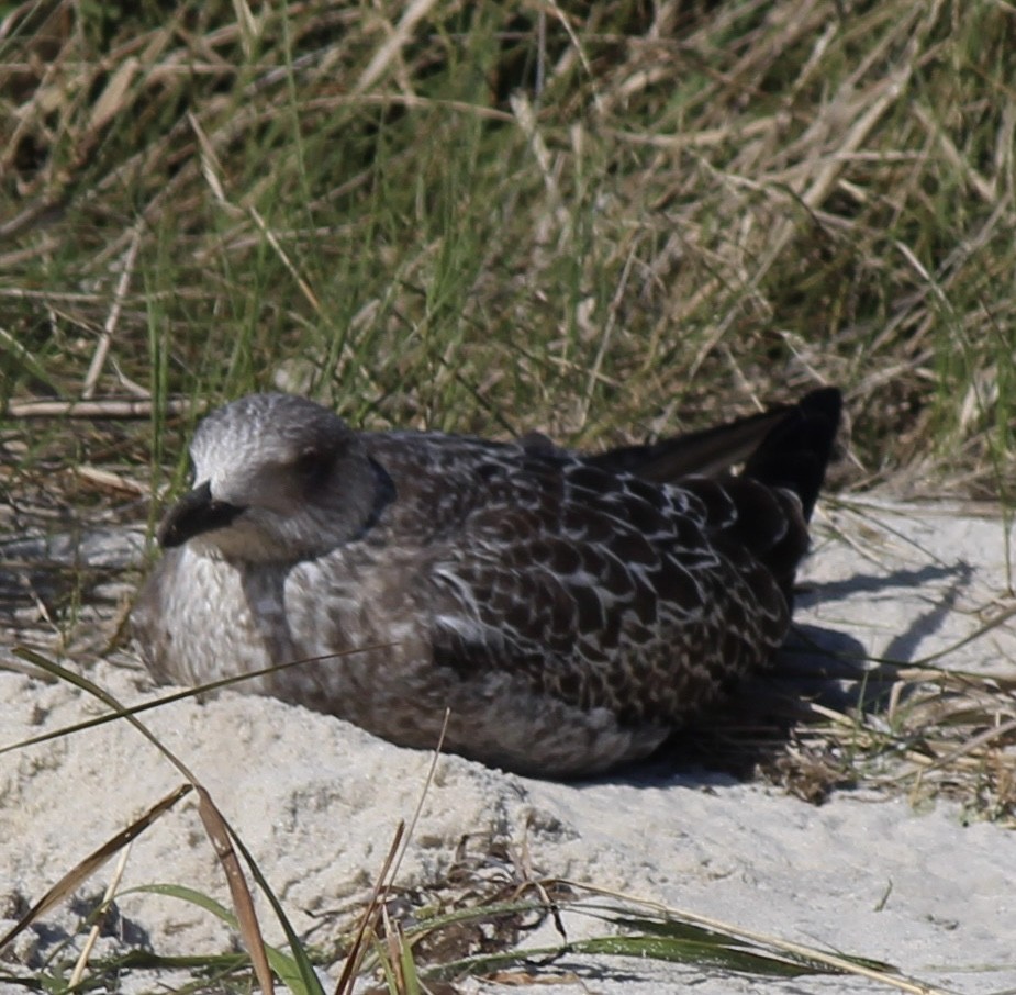 American Herring Gull - ML643237651